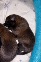 AKC BOY 5 💛🐾, a male Belgian Malinois for sale in Keller, TX – Photo 4 of 9