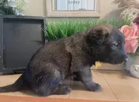 Meet Axel - Male AKC Belgian Malinois 💛🐾, a male Belgian Malinois for sale in Keller, TX – Photo 6 of 10