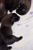 AKC BOY 5 💛🐾, a male Belgian Malinois for sale in Keller, TX – Photo 5 of 9