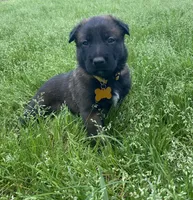 Meet Axel - Male AKC Belgian Malinois 💛🐾, a male Belgian Malinois for sale in Keller, TX – Photo 4 of 10
