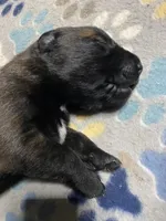 Meet Axel - Male AKC Belgian Malinois 💛🐾, a male Belgian Malinois for sale in Keller, TX – Photo 4 of 10