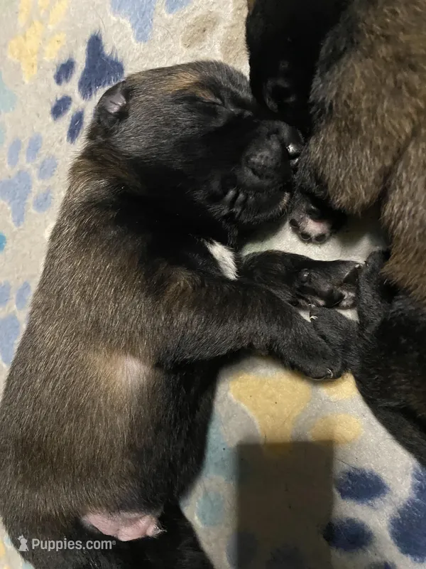 Meet Axel - Male AKC Belgian Malinois 💛🐾 – Belgian Malinois puppy for sale in Keller, TX