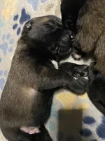 Meet Axel - Male AKC Belgian Malinois 💛🐾, a male Belgian Malinois for sale in Keller, TX – Photo 1 of 10