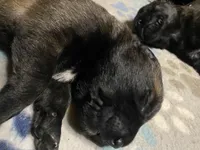 Meet Axel - Male AKC Belgian Malinois 💛🐾, a male Belgian Malinois for sale in Keller, TX – Photo 3 of 10