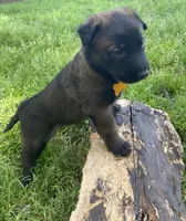 Meet Axel - Male AKC Belgian Malinois 💛🐾, a male Belgian Malinois for sale in Keller, TX – Photo 2 of 10