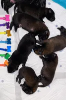 AKC BOY 5 💛🐾, a male Belgian Malinois for sale in Keller, TX – Photo 3 of 9