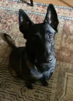 AKC BOY 5 💛🐾, a male Belgian Malinois for sale in Keller, TX – Photo 8 of 9