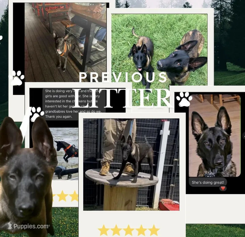 AKC BOY 5 💛🐾 – Belgian Malinois puppy for sale in Keller, TX