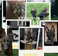 AKC BOY 5 💛🐾, a male Belgian Malinois for sale in Keller, TX – Photo 1 of 9