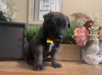 Meet Axel - Male AKC Belgian Malinois 💛🐾, a male Belgian Malinois for sale in Keller, TX – Photo 5 of 10