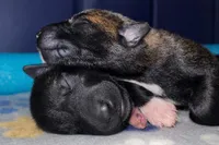 AKC BOY 4 🩵🐾, a male Belgian Malinois for sale in Keller, TX – Photo 4 of 9