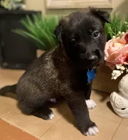 Meet Rook – Male AKC Belgian Malinois 🩵🐾, a male Belgian Malinois for sale in Keller, TX – Photo 7 of 10