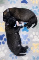 AKC BOY 4 🩵🐾, a male Belgian Malinois for sale in Keller, TX – Photo 5 of 9