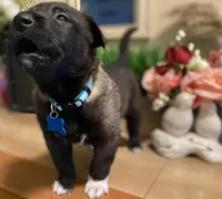 Meet Rook – Male AKC Belgian Malinois 🩵🐾, a male Belgian Malinois for sale in Keller, TX – Photo 6 of 10