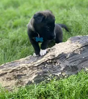 Meet Rook – Male AKC Belgian Malinois 🩵🐾, a male Belgian Malinois for sale in Keller, TX – Photo 3 of 10