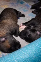 Meet Rook – Male Belgian Malinois 🩵, a male Belgian Malinois for sale in Keller, TX – Photo 3 of 10