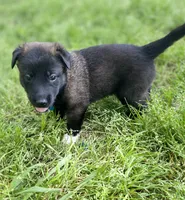 Meet Rook – Male AKC Belgian Malinois 🩵🐾, a male Belgian Malinois for sale in Keller, TX – Photo 5 of 10