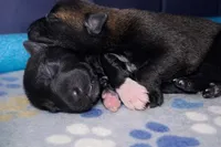 Meet Rook – Male Belgian Malinois 🩵, a male Belgian Malinois for sale in Keller, TX – Photo 1 of 10