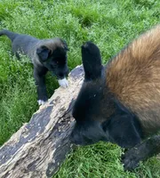 Meet Rook – Male AKC Belgian Malinois 🩵🐾, a male Belgian Malinois for sale in Keller, TX – Photo 4 of 10