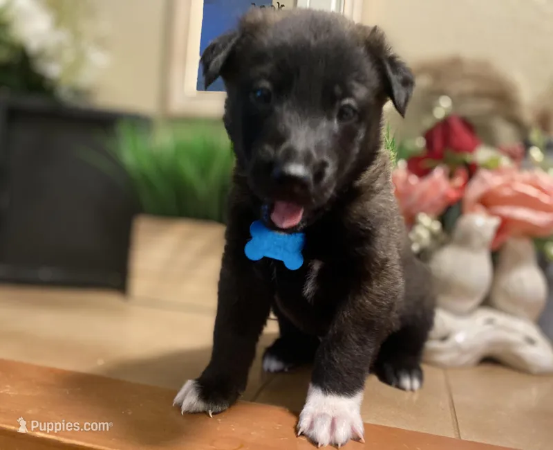 Meet Rook – Male AKC Belgian Malinois 🩵🐾 – Belgian Malinois puppy for sale in Keller, TX