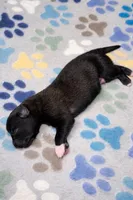 AKC BOY 4 🩵🐾, a male Belgian Malinois for sale in Keller, TX – Photo 2 of 9