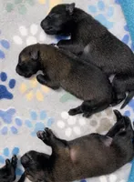 Meet Rook – Male Belgian Malinois 🩵, a male Belgian Malinois for sale in Keller, TX – Photo 5 of 10