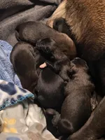 AKC BOY 4 🩵🐾, a male Belgian Malinois for sale in Keller, TX – Photo 6 of 9