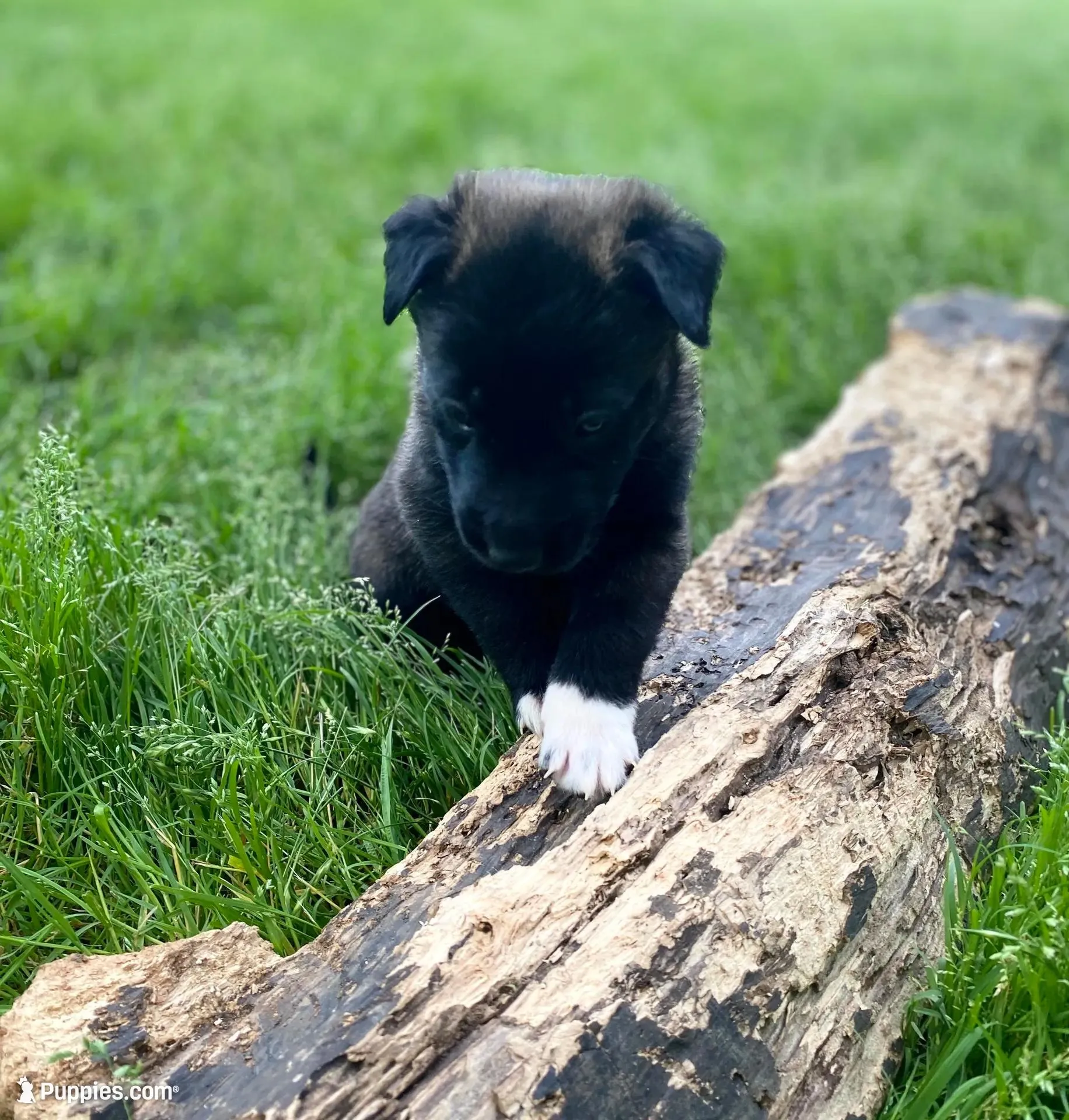 Meet Rook – Male AKC Belgian Malinois 🩵🐾, a male Belgian Malinois for sale in Keller, TX – Photo 2 of 10
