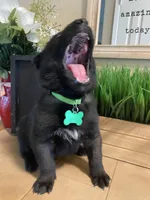 Meet Kato - Male AKC Belgian Malinois 💚🐾, a male Belgian Malinois for sale in Keller, TX – Photo 6 of 10