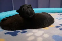 AKC BOY 3 💚🐾, a male Belgian Malinois for sale in Keller, TX – Photo 2 of 9