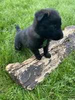 Meet Kato - Male AKC Belgian Malinois 💚🐾, a male Belgian Malinois for sale in Keller, TX – Photo 4 of 10