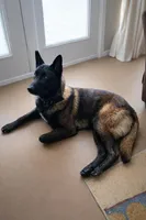 AKC BOY 3 💚🐾, a male Belgian Malinois for sale in Keller, TX – Photo 9 of 9