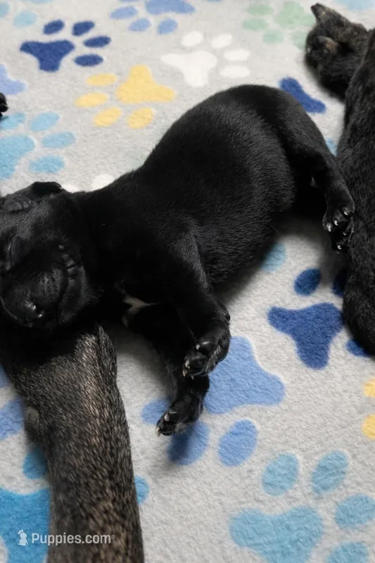 Meet Kato - Male AKC Belgian Malinois 💚🐾 – Belgian Malinois puppy for sale in Keller, TX