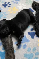 AKC BOY 3 💚🐾, a male Belgian Malinois for sale in Keller, TX – Photo 5 of 9