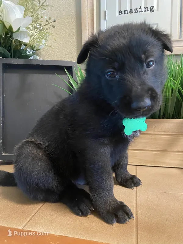 Meet Kato - Male AKC Belgian Malinois 💚🐾 – Belgian Malinois puppy for sale in Keller, TX