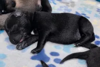 AKC BOY 3 💚🐾, a male Belgian Malinois for sale in Keller, TX – Photo 4 of 9