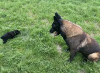 Meet Kato - Male AKC Belgian Malinois 💚🐾, a male Belgian Malinois for sale in Keller, TX – Photo 5 of 10