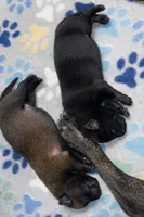 AKC BOY 3 💚🐾, a male Belgian Malinois for sale in Keller, TX – Photo 6 of 9