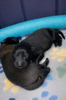 AKC BOY 3 💚🐾, a male Belgian Malinois for sale in Keller, TX – Photo 3 of 9