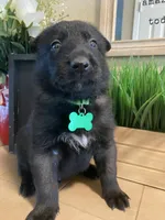 Meet Kato - Male AKC Belgian Malinois 💚🐾, a male Belgian Malinois for sale in Keller, TX – Photo 2 of 10