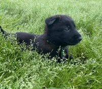 Meet Kato - Male AKC Belgian Malinois 💚🐾, a male Belgian Malinois for sale in Keller, TX – Photo 3 of 10