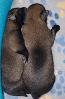 AKC GIRL 2 💜🐾, a female Belgian Malinois for sale in Keller, TX – Photo 3 of 9