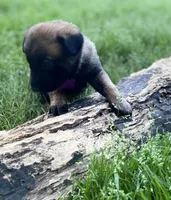 Meet Sena - Female AKC Belgian Malinois 💜🐾, a female Belgian Malinois for sale in Keller, TX – Photo 4 of 10