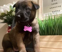 Meet Sena - Female AKC Belgian Malinois 💜🐾, a female Belgian Malinois for sale in Keller, TX – Photo 1 of 10