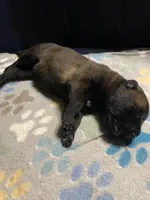 Meet Sena - Female AKC Belgian Malinois 💜🐾, a female Belgian Malinois for sale in Keller, TX – Photo 2 of 7