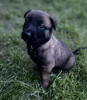 Meet Sena - Female AKC Belgian Malinois 💜🐾, a female Belgian Malinois for sale in Keller, TX – Photo 3 of 10