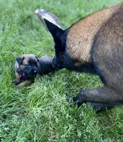Meet Sena - Female AKC Belgian Malinois 💜🐾, a female Belgian Malinois for sale in Keller, TX – Photo 2 of 10