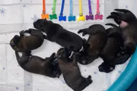 AKC GIRL 2 💜🐾, a female Belgian Malinois for sale in Keller, TX – Photo 7 of 9