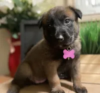 Meet Sena - Female AKC Belgian Malinois 💜🐾, a female Belgian Malinois for sale in Keller, TX – Photo 7 of 10