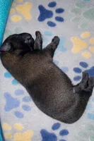 AKC GIRL 2 💜🐾, a female Belgian Malinois for sale in Keller, TX – Photo 4 of 9